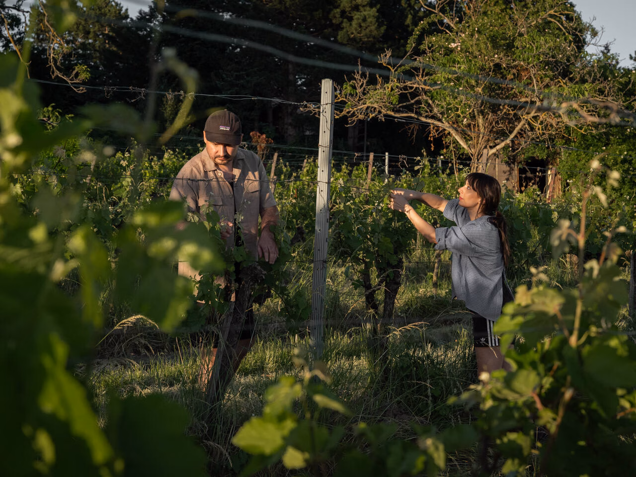 Sommer in Wien, Finca Obskura