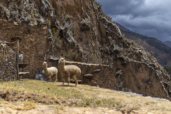 Lamas in Peru
