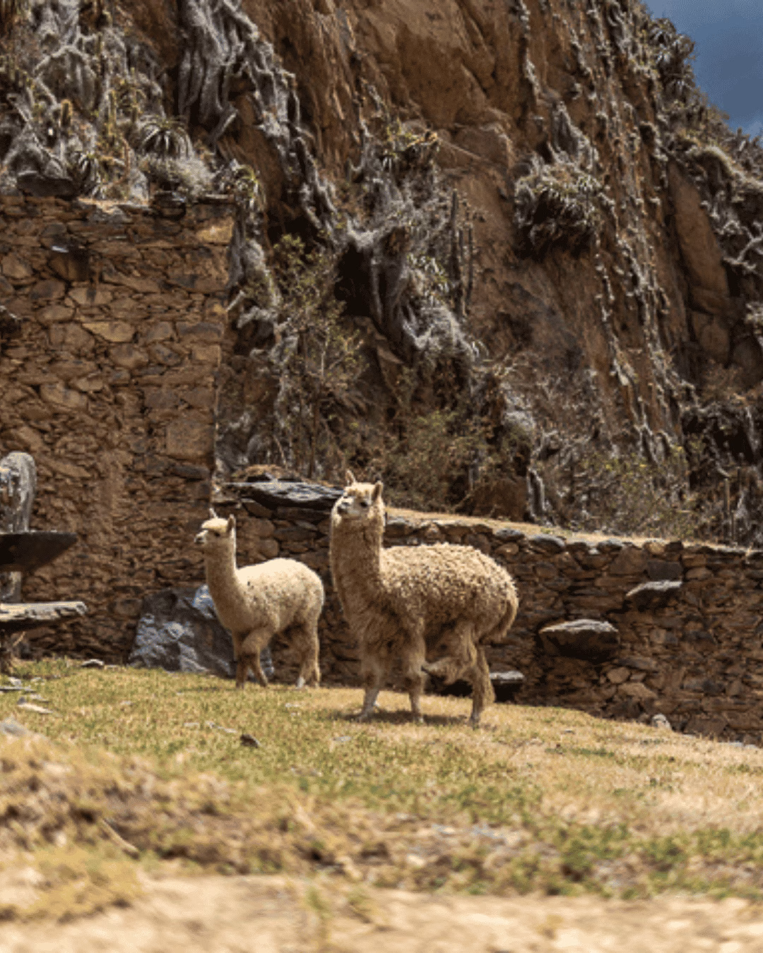 Lamas in Peru