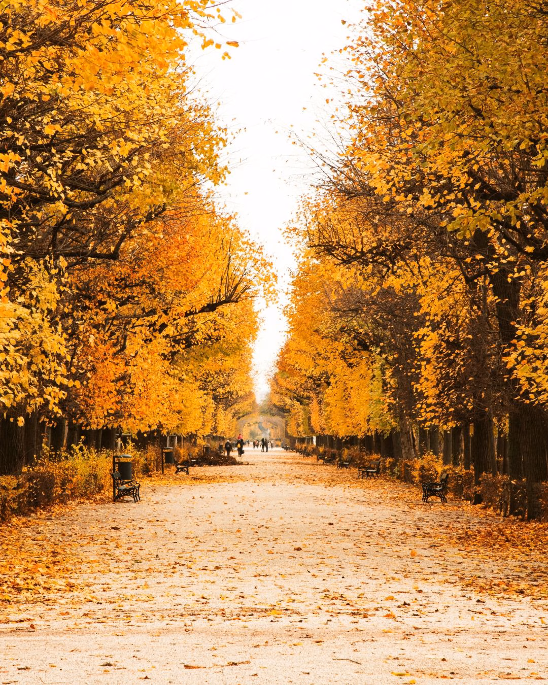 Oktober 2026 in Wien, Baumallee Schönbrunn